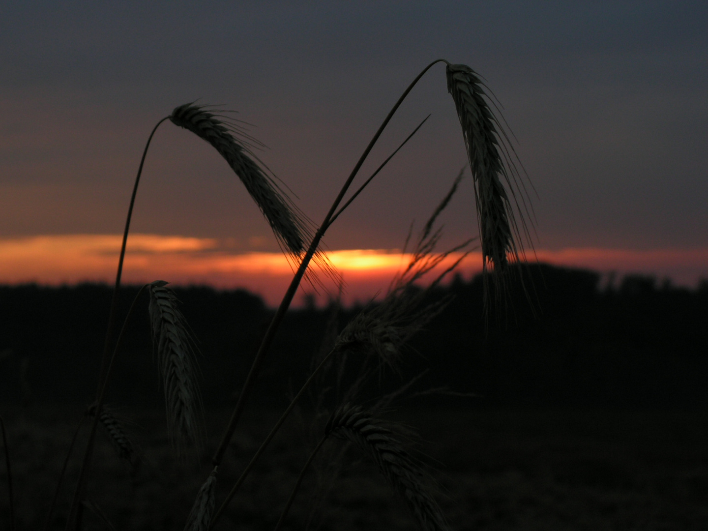 Sonnenaufgang am Feld