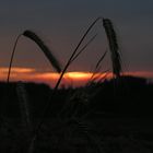 Sonnenaufgang am Feld