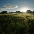 Sonnenaufgang am Feld