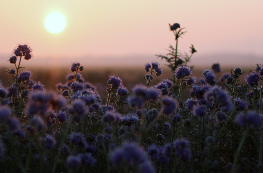 Sonnenaufgang am Feld 2