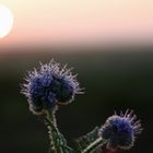 Sonnenaufgang am Feld