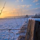 Sonnenaufgang am Feldrand