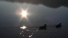 Sonnenaufgang am Forggensee