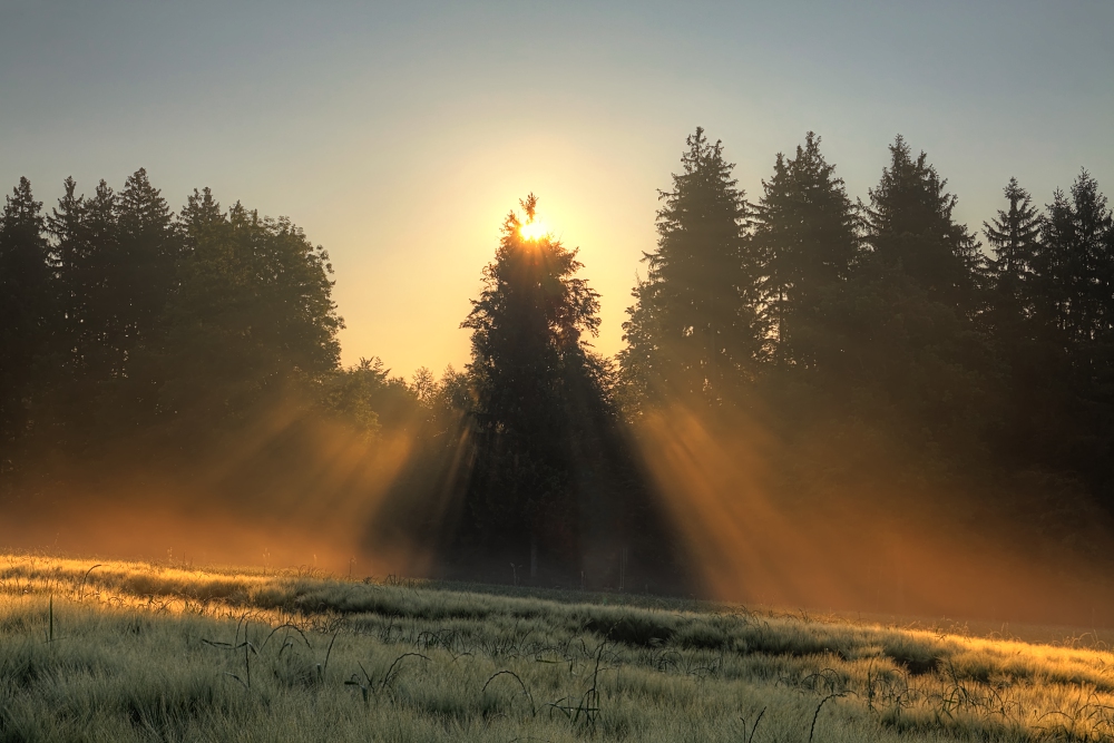 Sonnenaufgang am Gerstenfeld