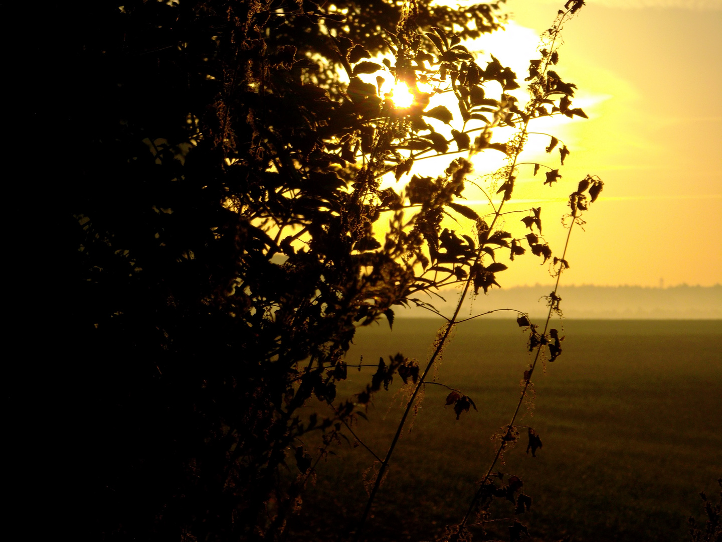 Sonnenaufgang am Haard Grenzweg