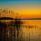 Sonnenaufgang am Hemmelsdorfer See im Schilf - Schleswig Holstein