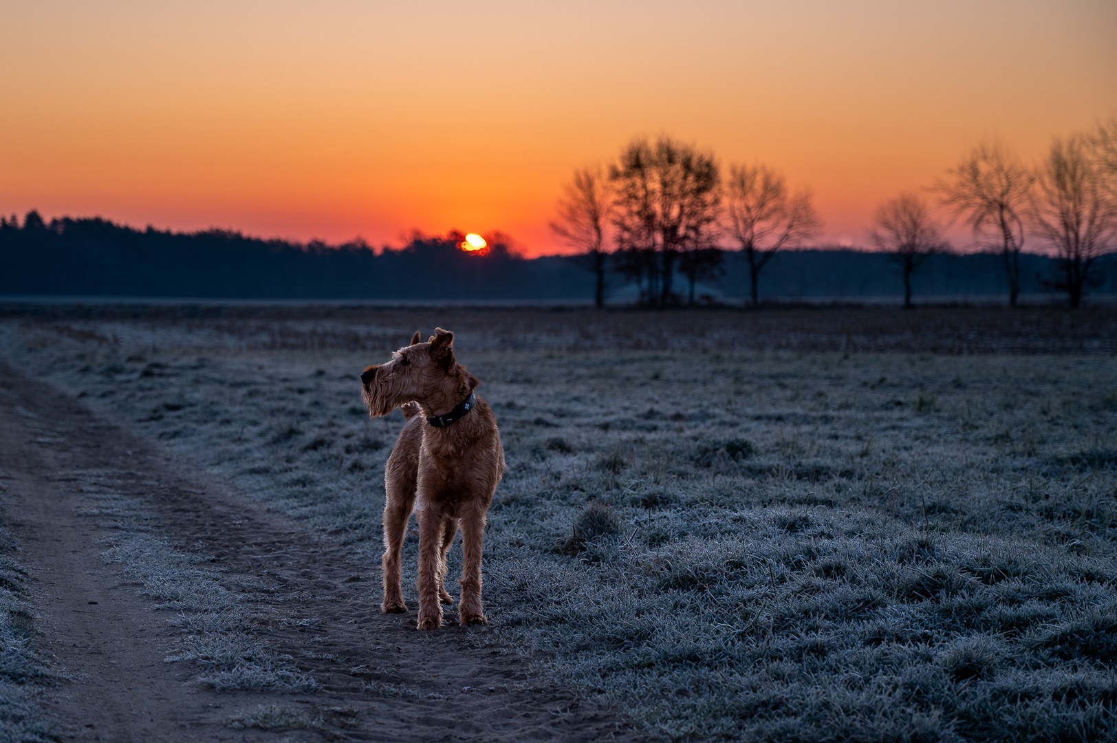 Sonnenaufgang am kalten Morgen mit Paule