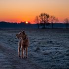 Sonnenaufgang am kalten Morgen mit Paule