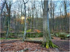 Sonnenaufgang am Laacher See, Eifel