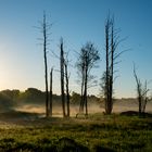 Sonnenaufgang am Lieblingstümpel