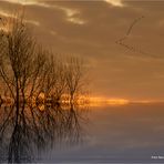 Sonnenaufgang am linken Niederrhein bei  -10 Grad