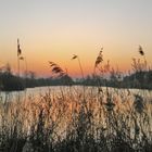 Sonnenaufgang am Lüscher Polder