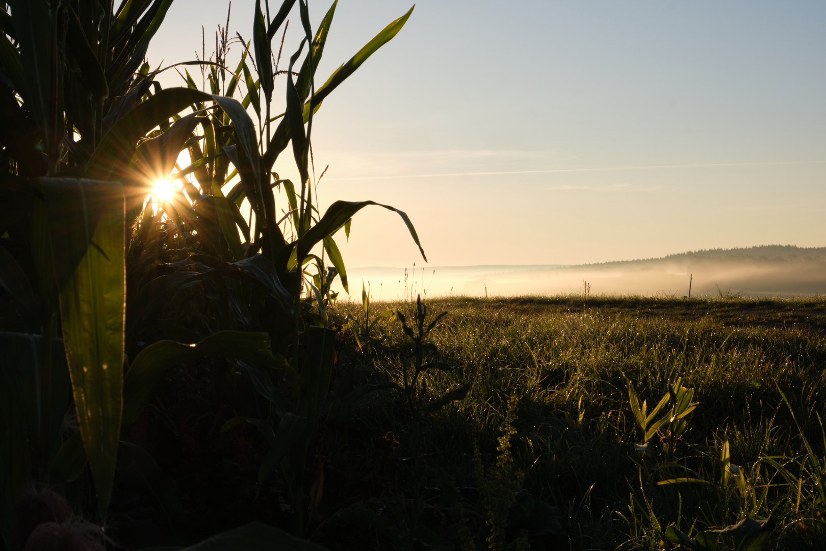 Sonnenaufgang am Maisfeld