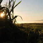 Sonnenaufgang am Maisfeld