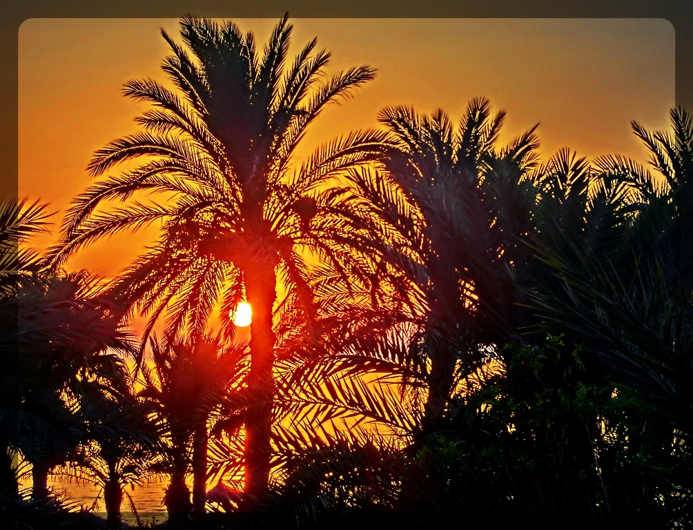 Sonnenaufgang am Meer unter Palmen