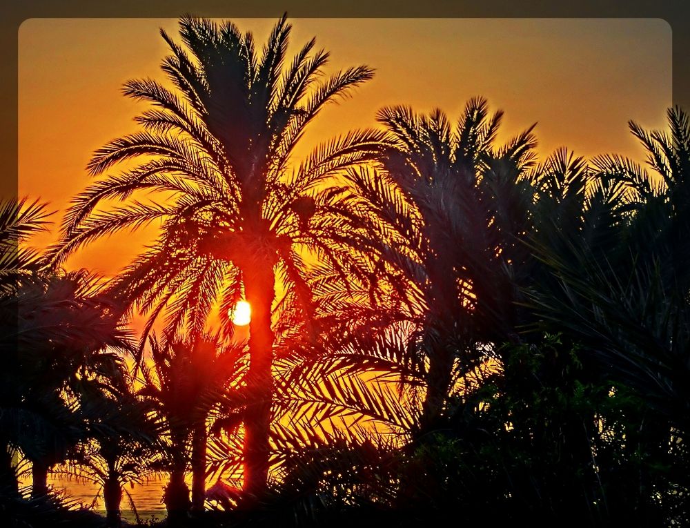 Sonnenaufgang Am Meer Unter Palmen Foto Bild Landschaft Meer Strand Meer Bilder Auf Fotocommunity