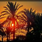 Sonnenaufgang am Meer unter Palmen