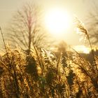 Sonnenaufgang am Mittellandkanal