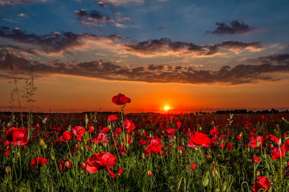 Sonnenaufgang am Mohnfeld