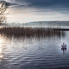 Sonnenaufgang am Murtensee mit Nebel und Schwan