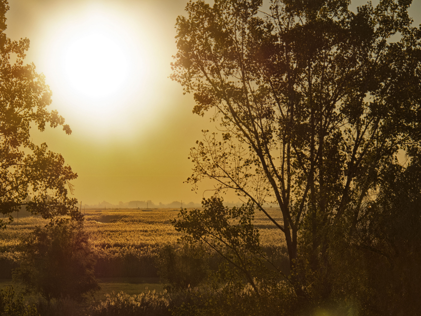 Sonnenaufgang am Neusiedler See