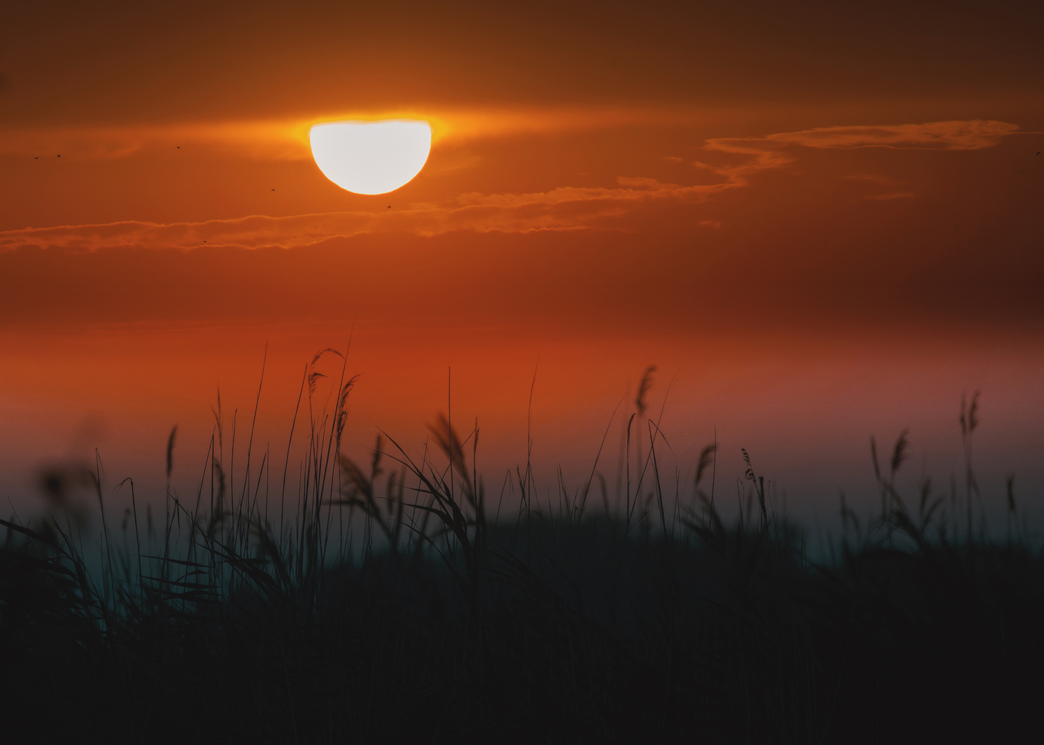 Sonnenaufgang am Neusiedler See