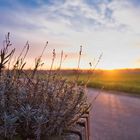 Sonnenaufgang am Niederrhein