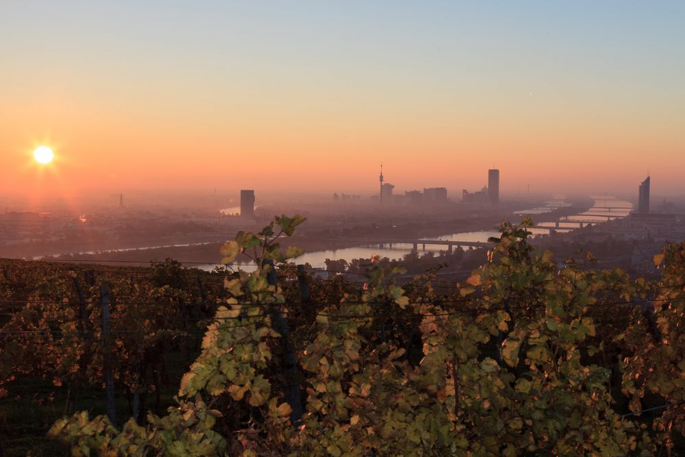 Sonnenaufgang am Nussberg, Wien