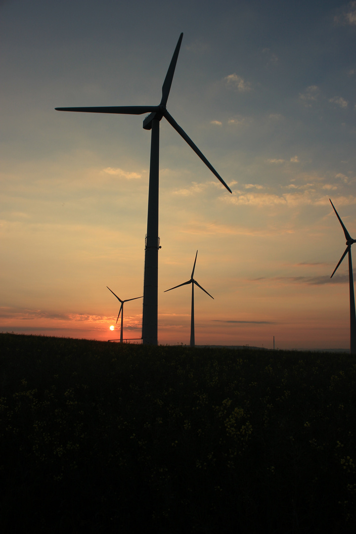 Sonnenaufgang am Rapsfeld