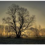 Sonnenaufgang am Rhein