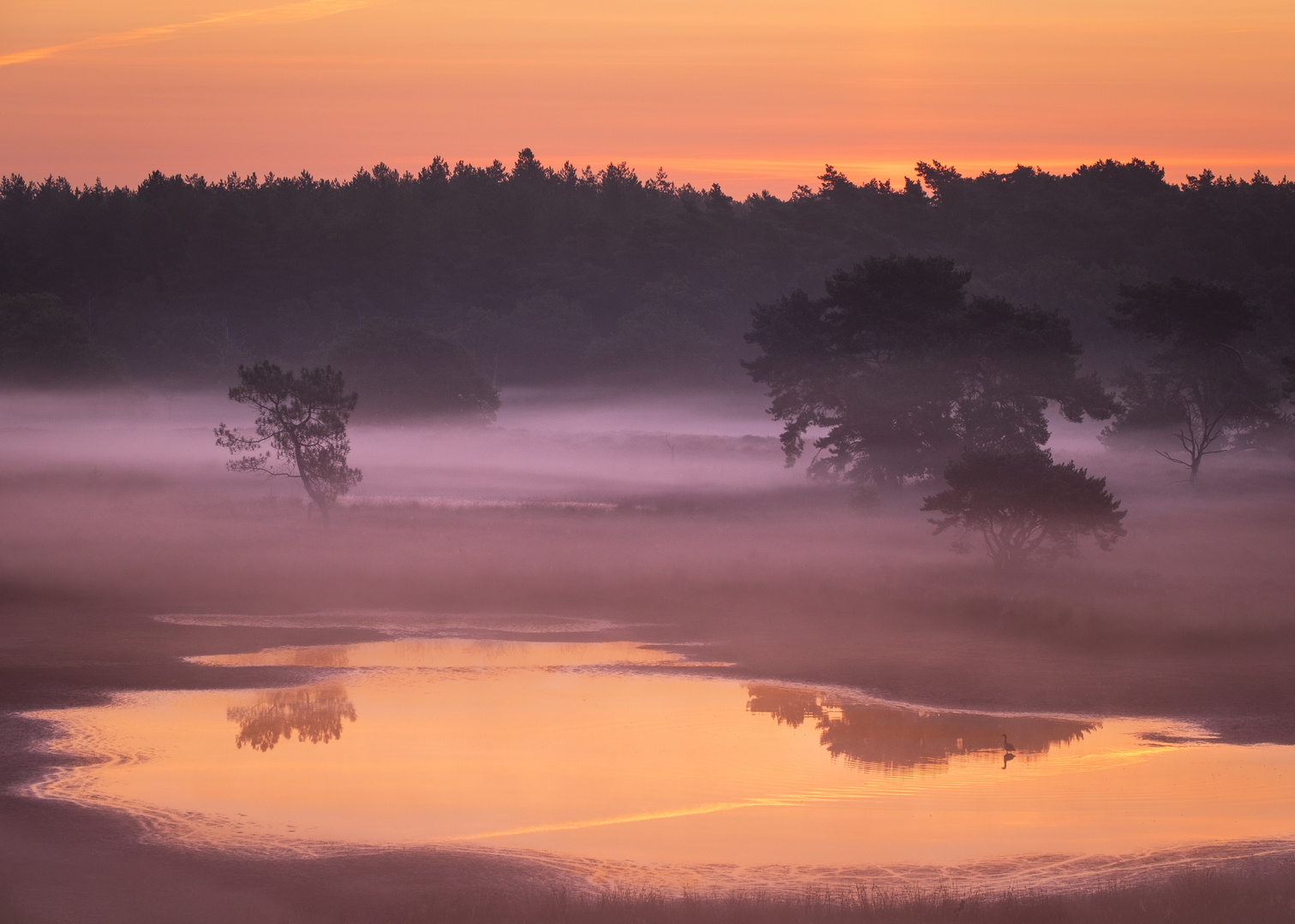 Sonnenaufgang am See in der Heide