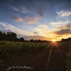 Sonnenaufgang am Sonnenblumenfeld