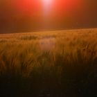 Sonnenaufgang am Stadtrand von Münster (4)