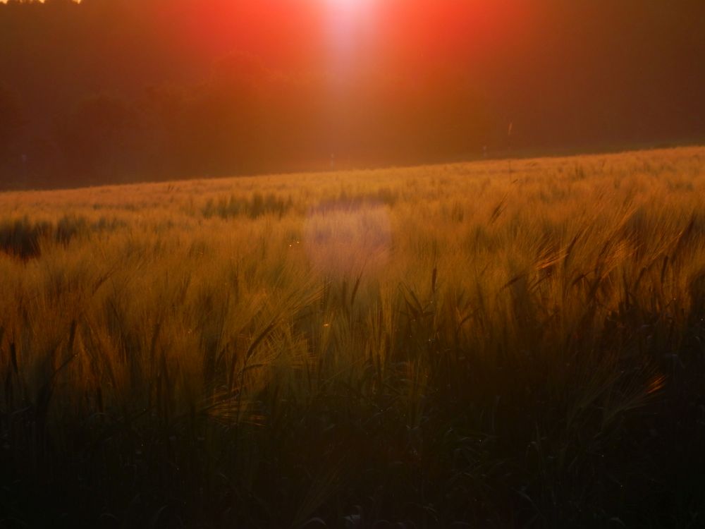 Sonnenaufgang am Stadtrand von Münster (4)