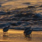 Sonnenaufgang am Strand von Jandia, Fuerteventura