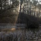 Sonnenaufgang am Teich