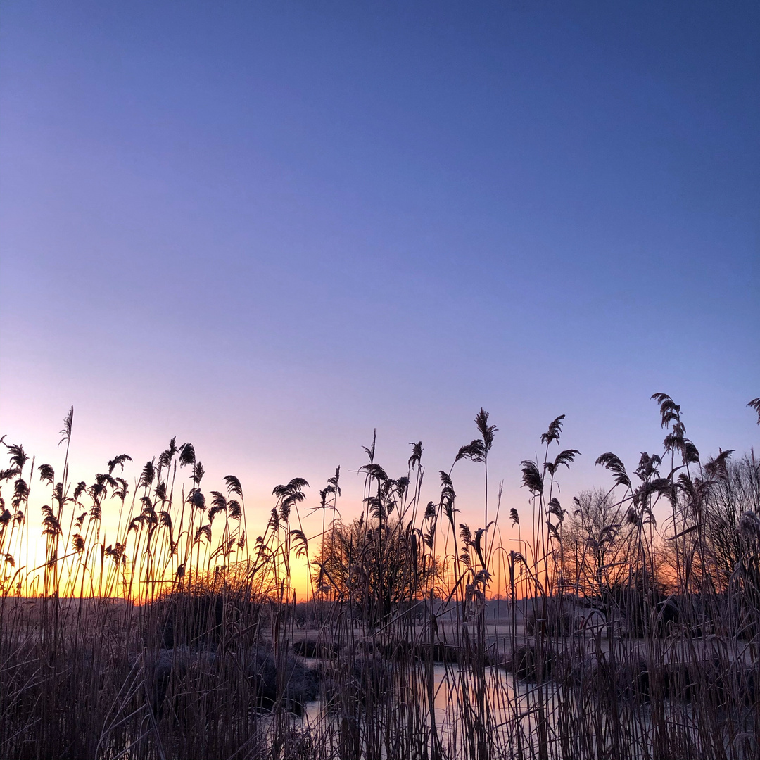 Sonnenaufgang am Teich