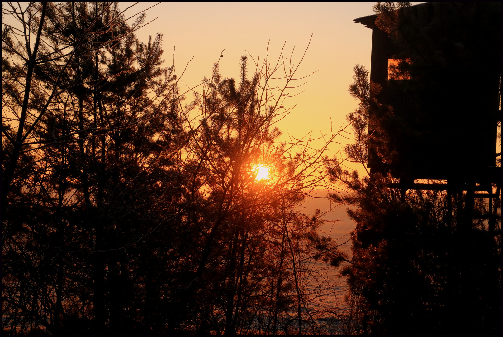 Sonnenaufgang am Waldesrand