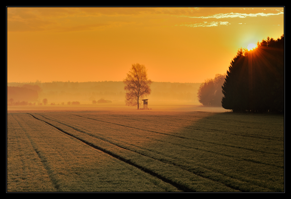 Sonnenaufgang am Waldrand