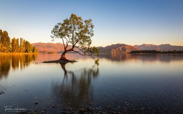 Sonnenaufgang am Wanaka Tree