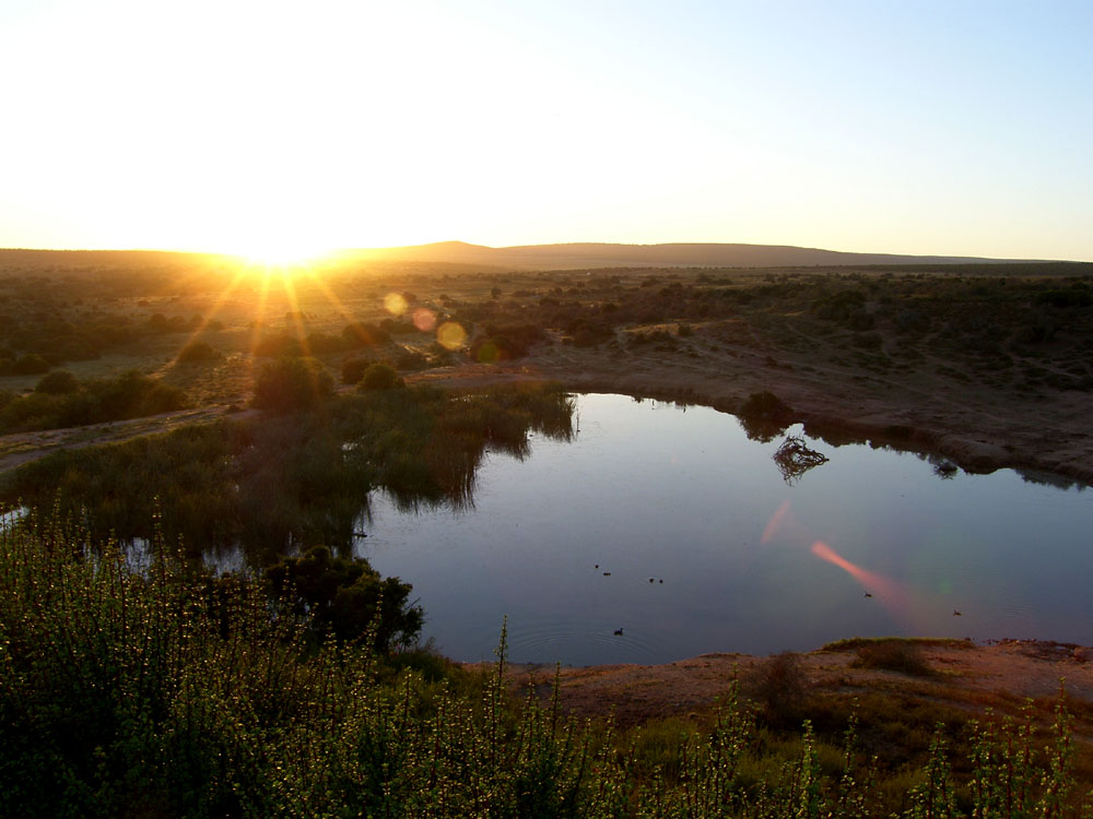 Sonnenaufgang am Wasserloch...