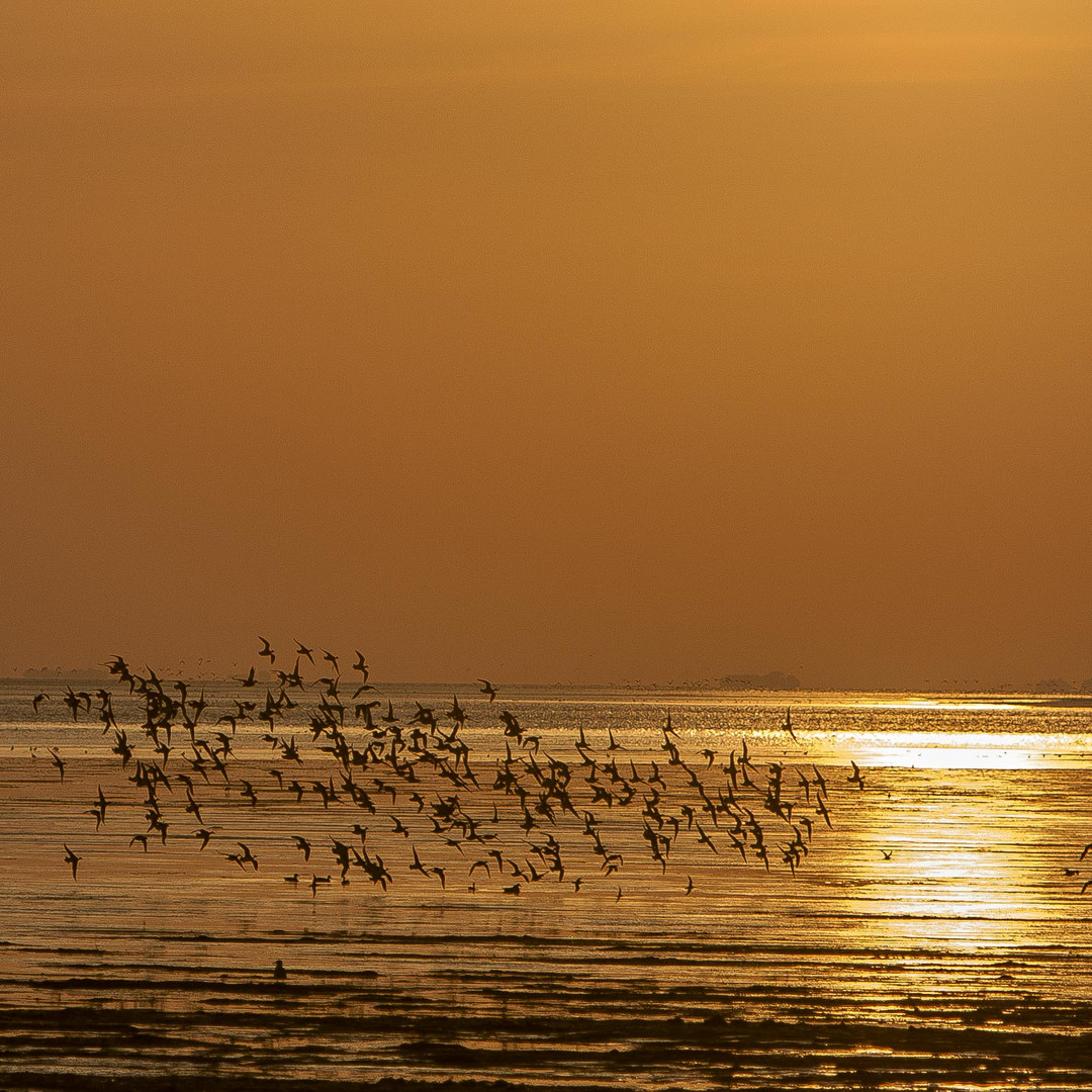 Sonnenaufgang am Watt