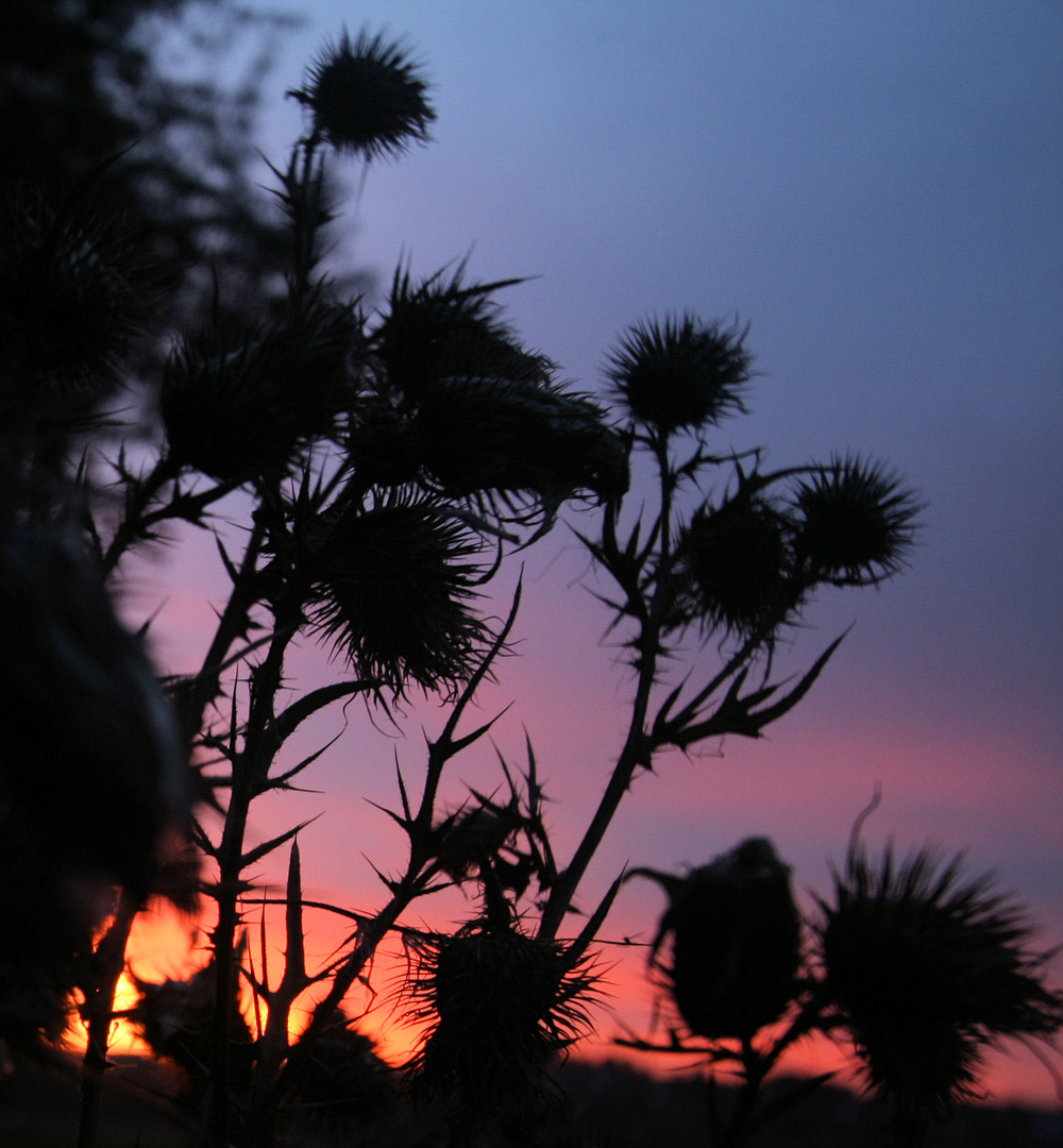 Sonnenaufgang am Wegesrand