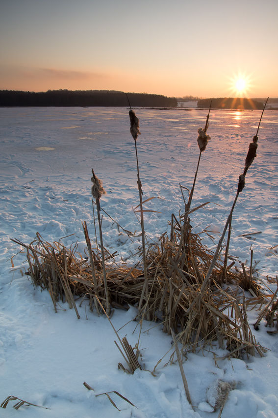 Sonnenaufgang am Weiher