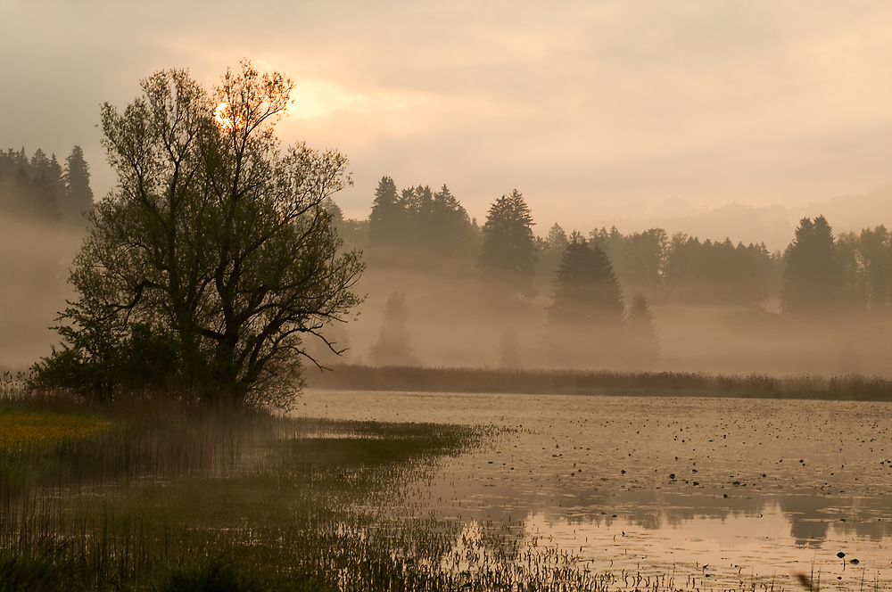 Sonnenaufgang am Weiher