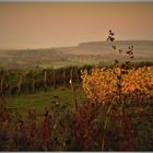 Sonnenaufgang am Weinberg (II)