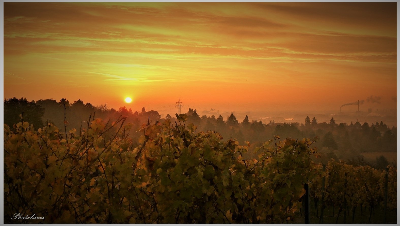 Sonnenaufgang am Weinberg (III)