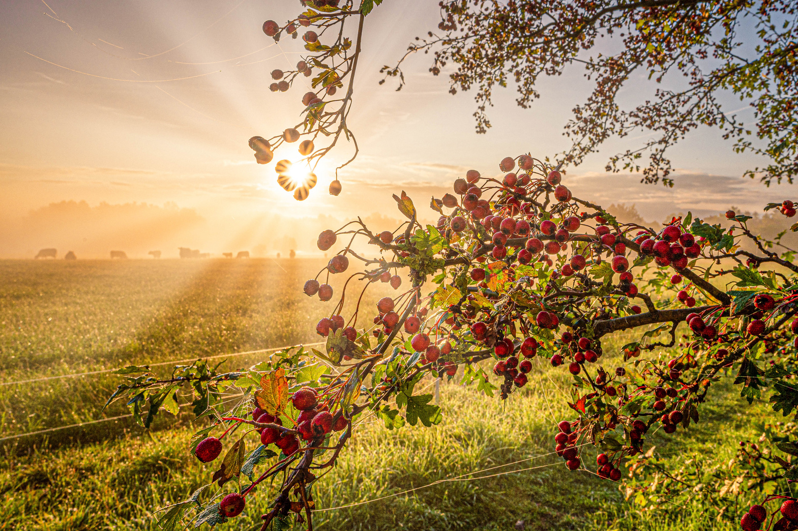 Sonnenaufgang an den Plothener Teichen