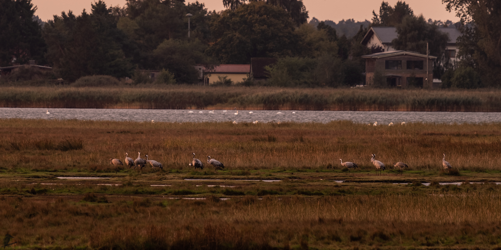 Sonnenaufgang an der Boddeninsel "Kirr"