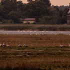 Sonnenaufgang an der Boddeninsel "Kirr"